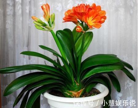 养君子兰，避2错，不黄叶不烂根，秋天猛长，新年爆花红艳艳