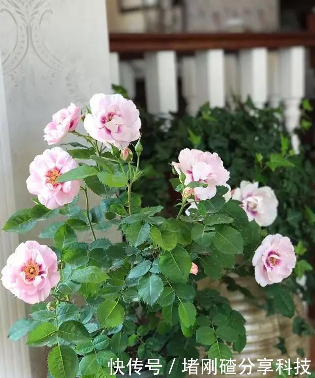 露台|两个孩子的妈妈,利用空闲时间,在露台打造出一片花的海洋