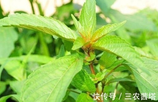 野菜|农村常见的铁苋菜,除了是上好野菜以外,还能拿来入药
