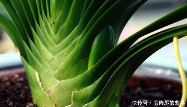 君子兰喜欢2种“零食”1种水,定期给一点,叶片油绿开花艳