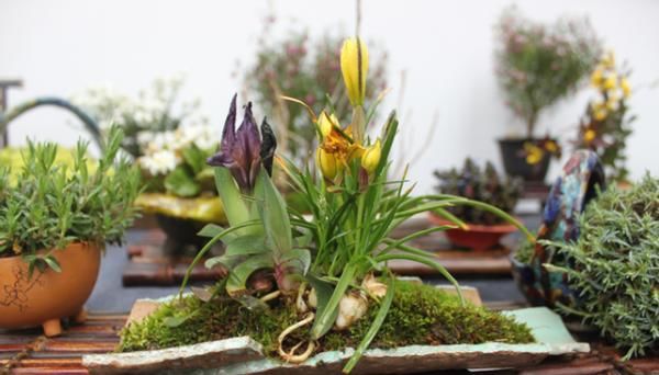 养殖巴西鸢尾，不局限搁室内、室外，却需注意这些小细节