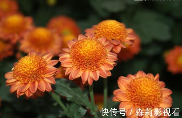 太阳花|7月4日开始,养花试试这几款,花香易打理,花超美,而且阵阵花香