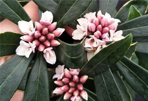  开出漂亮|冬天养3种耐冻花，0℃还在开花，过年红火、喜庆