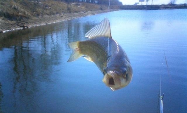 水库钓鱼遇白条闹窝,被动挨打不如主动出击,一招让白条清场