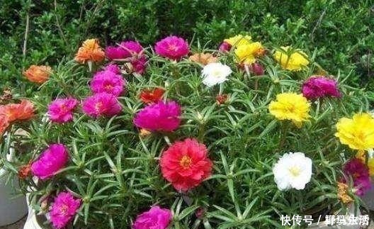 花香浓|路边看到这“三种花”马上挖回家，花香浓易爆盆，花开一茬又一茬！