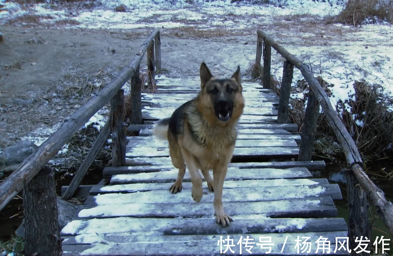 黄狗$水浒传:开场能打虎,下场被狗欺,武松为何落得如此狼狈的下场?