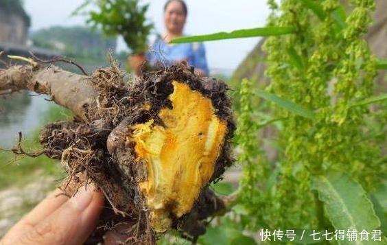 功效|农村一种“萝卜根”切开是黄金色,功效极高,俗称“金不换”