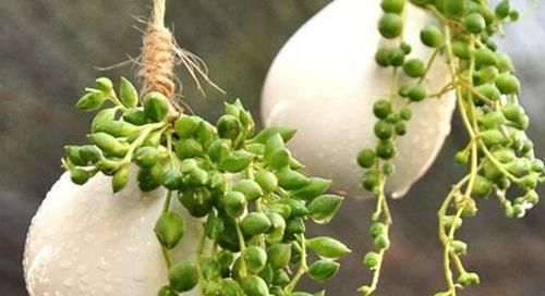 这些花卉比绿萝好看太多了，而且好养活爆盆快，后悔现在才看到！