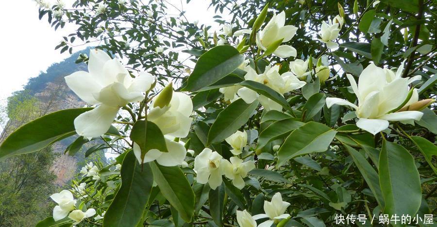 5种公认不好养的植物，为什么？