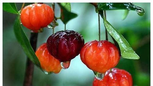 糖尿病患者|医生提醒：常吃此水果，能有效的降低血糖，不妨一试