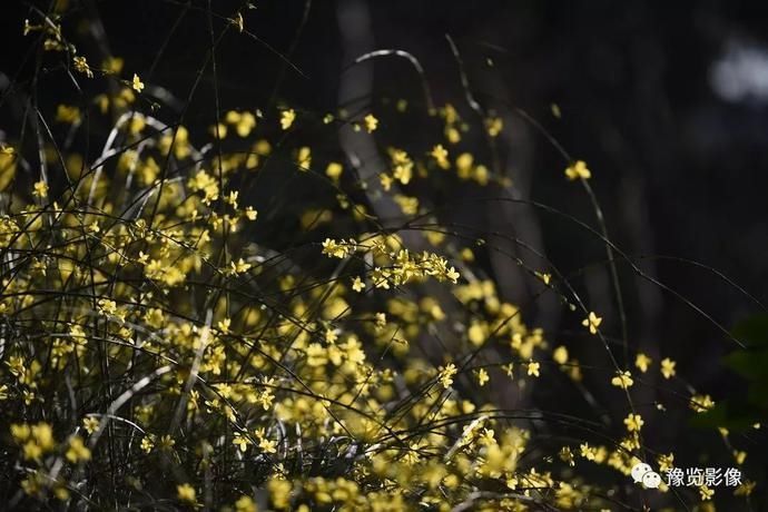 春分，赏花品香不负春