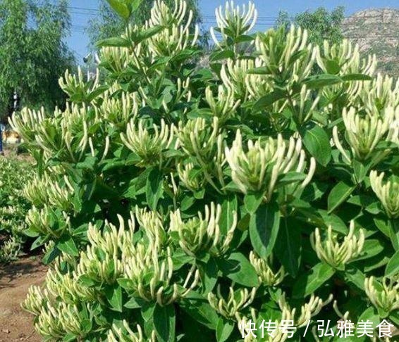 这“2种花”,哪怕再贵也要回家“养1盆”,不仅旺财运,还美丽!