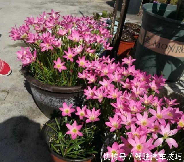 花期|这8种懒人花,花期长,好看又好养!这8种懒人花,花期长,好看又好养!