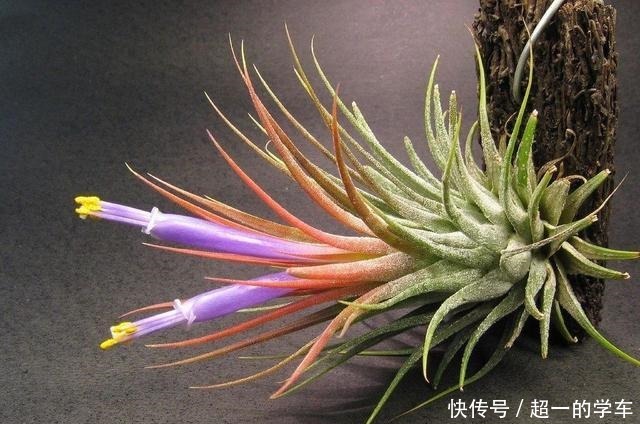 卫生间里少不了8种植物，水培土培都可以，阴凉潮湿处容易养好！