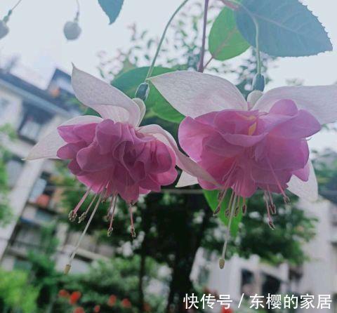 种花|三伏天，这三种花要备份，好处多多，年年有花看