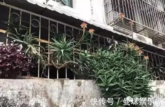 5种适合新手养的花,耐旱还耐晒,不用管也能爆盆!