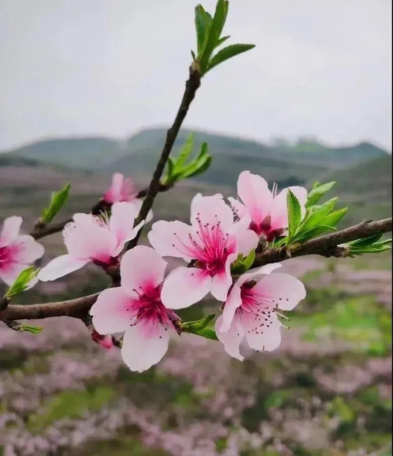 桃花已开！安顺开启最“粉”模式，你的赏花行程安排好了吗？