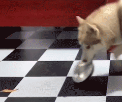 |搞笑图集:你们公司中秋发了啥?网友:发了个通知,说不放假