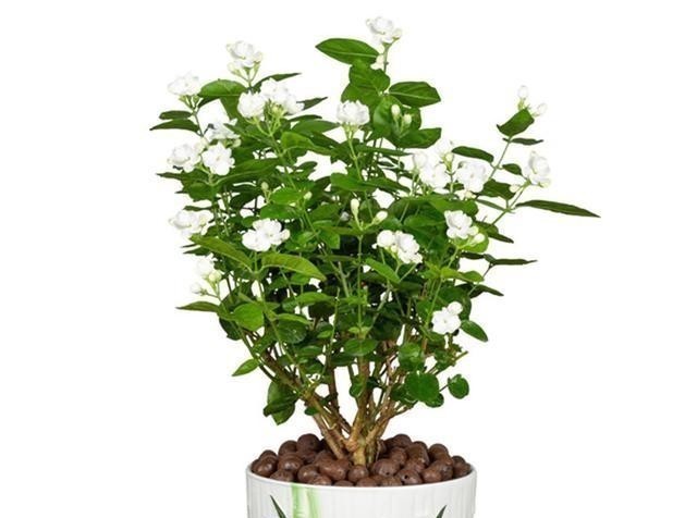 月季花|五种花就要勤修剪,越剪开花越多、越茂盛,要不花量少又难看