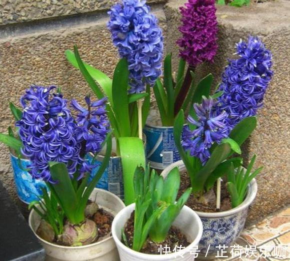 养花|新人养花想得心应手,需注重3个小技巧,掌握到位养啥花都不难