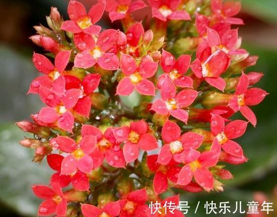 长寿花的5种注意事项你一定要了解,懂得这些它才能花开不断