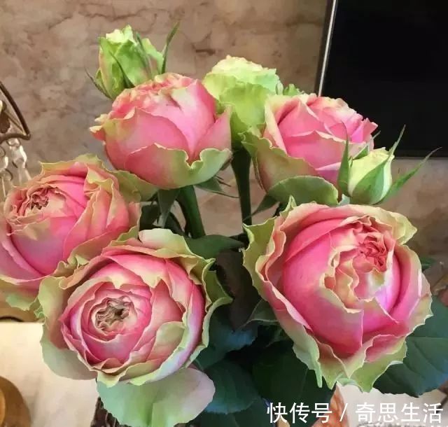 此花漂亮似玫瑰,好养如绿萝,花色奇特花朵大,四季开花价格低!