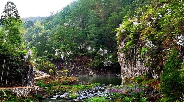 杜鹃花开，满山烂漫，寿宁这个地方美翻了！