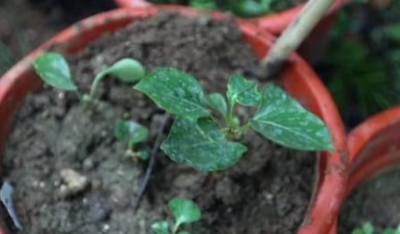 让“紫丁香”枝叶长不停、开花爆盆,其实只需把“3要点”完成好