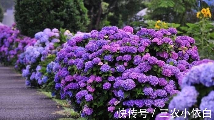 绣球花|绣球花种植技巧