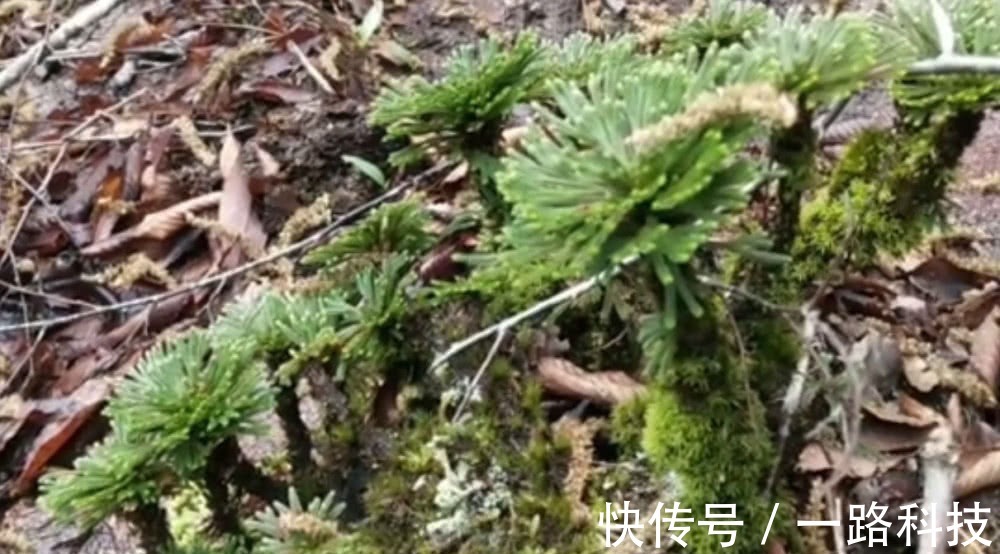 九死还魂草|小哥上山发现“1种野草”，做成盆景一盆卖500元，看到要珍惜