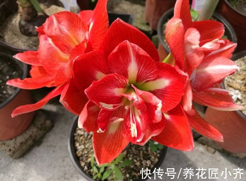 7种耐旱花,适合“懒人”养,忘记浇水也不怕,越长越旺还开花