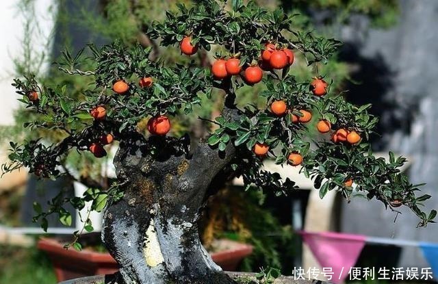 别再养发财树、金钱树了,此种树,山上“挖1棵”,养成老桩值钱!