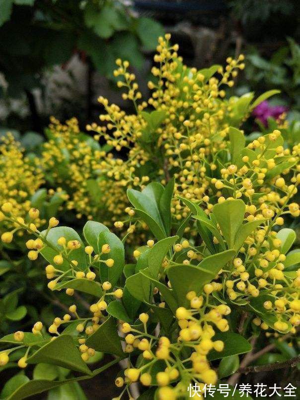 米兰米兰|5种四季开花的植物,养一盆在家里,四季有花看