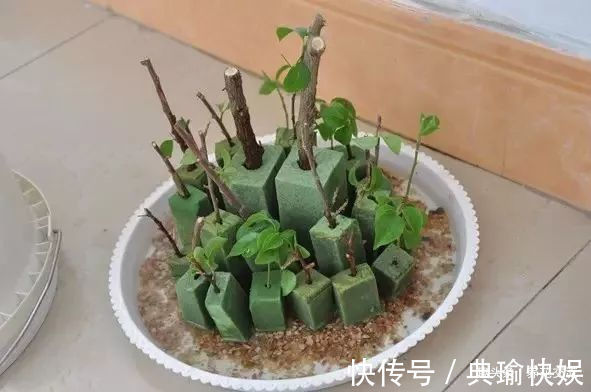 春末夏初特适合植物扦插繁殖,剪下来的枝条快速生根的方法