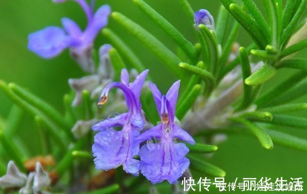 香气|养花就养此“香水花”，比栀子花香，比茉莉花好看，花开200天