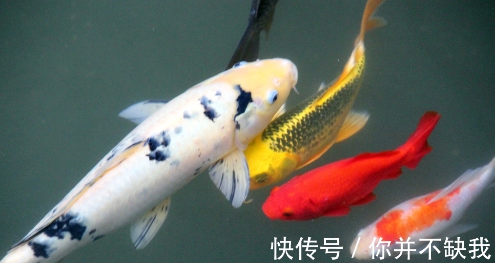 一条25千克的锦鲤，价值却超千万，网友:贫穷限制了想象。