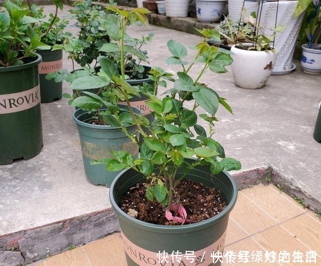 新手|刚入手的月季，有1点不要做，新手经常犯的错误，月季容易死掉！