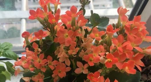 爷爷养长寿花,20天喂1勺“它”,花苞冒出来,开花200朵