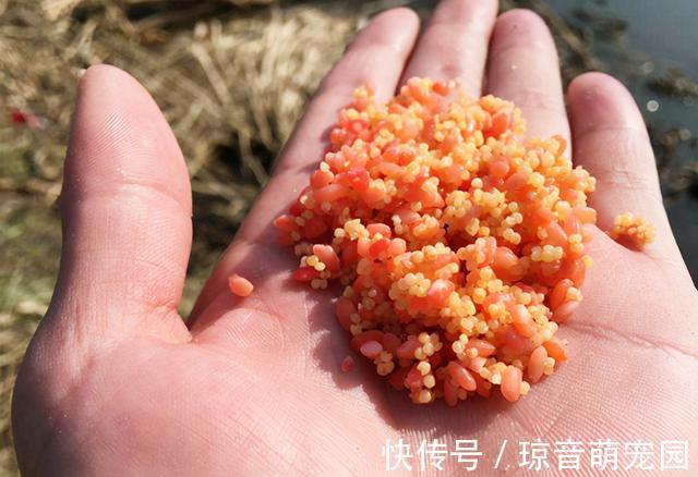 饵料|别再单用打窝米了,掌握这4种用法,能让它在钓鱼当中发挥极致