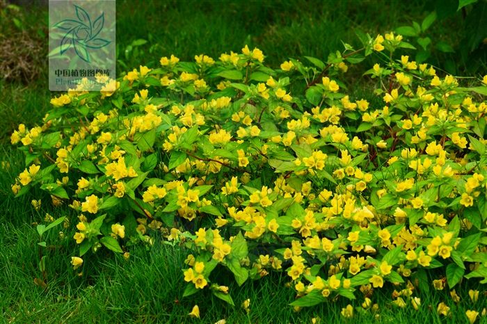 基部|风寒草,见过吗?祛风散寒.用于风寒头痛,咽喉肿痛,咳嗽多痰