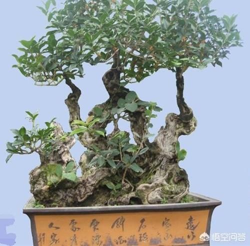  盆栽大的桂花树落叶子该怎么办？