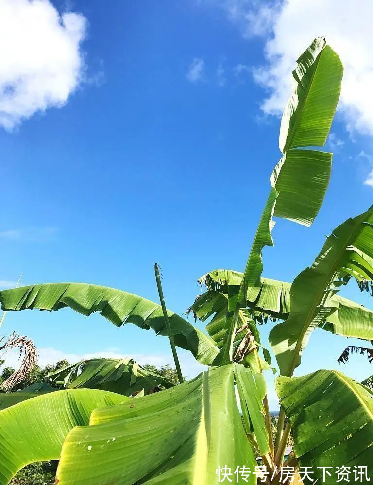 繁华|在凤鸣里，藏着你向往已久的旅居生活