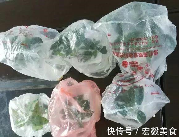 天竺葵|3种懒人扦插法,插啥都活,大白根蹭蹭冒!