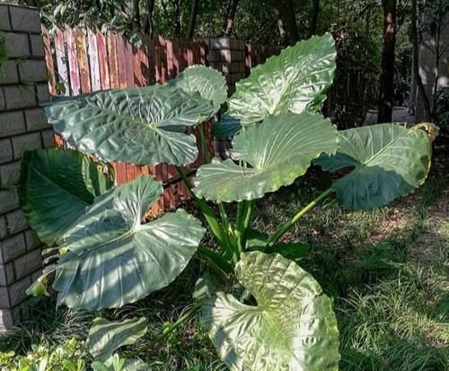 马蹄莲|4种有毒花,碰了麻烦大,再喜欢也别养,扔都不来及