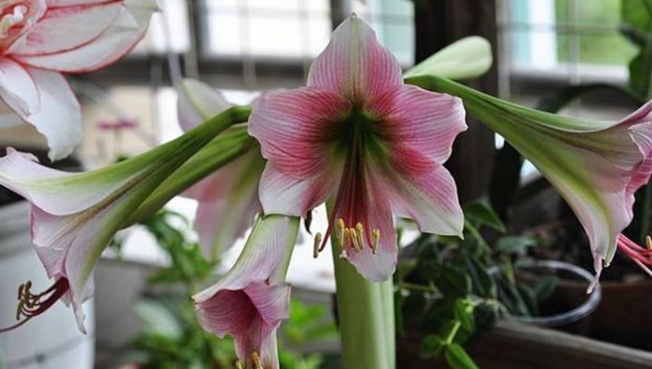花大色|开败的朱顶红别扔！太浪费！教你这样做，花大色艳花量多！真吸睛