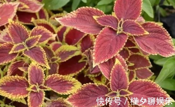 漂亮|养不好花不如养叶子,简单还好打理,叶子长起来比花还要漂亮