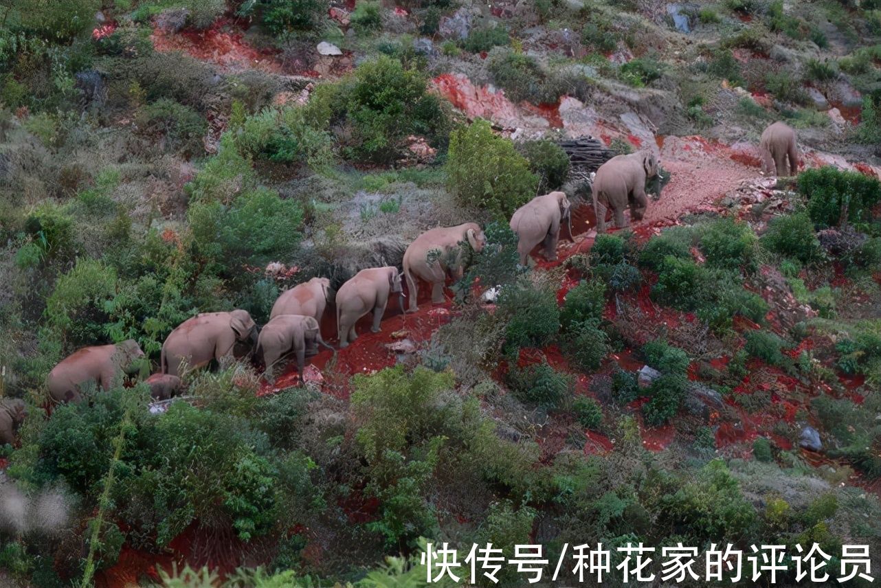乌合麒麟#乌合麒麟最新作品，这次画面美哭，只有一个小男孩，剩下全是野兽