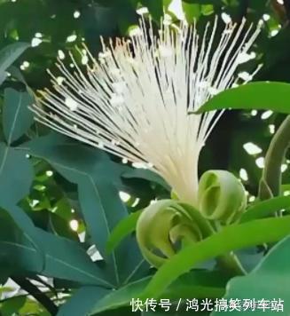 适合客厅养的6种“镇宅花”,美观大气又好养,越养越旺家