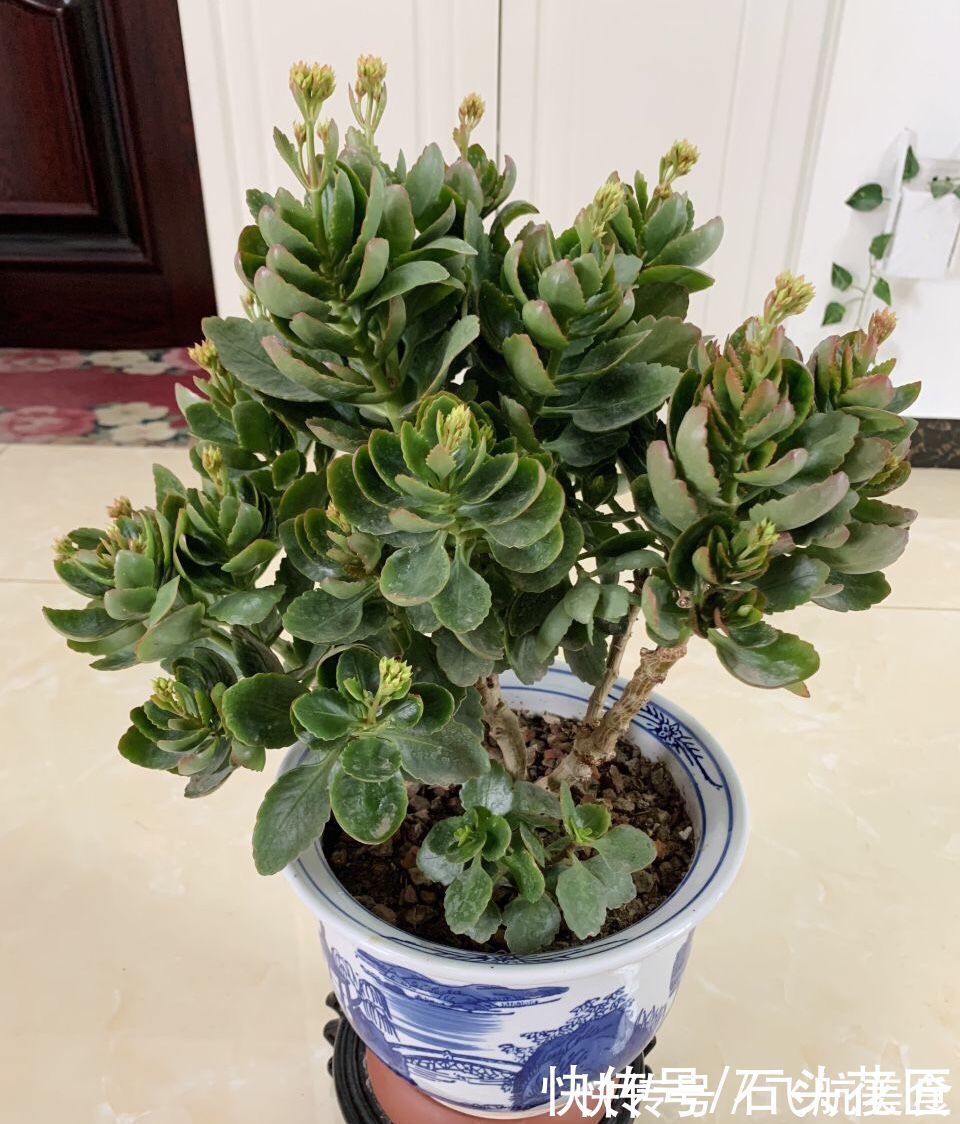 养了5年的长寿花“老桩”快开花了，总结4点经验，对你有用