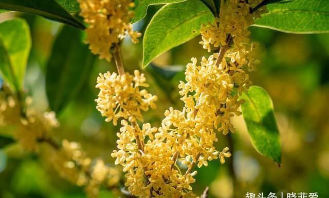 赏梅|越养越金贵的“4种花”,能活上百年,老了就是“传家宝”